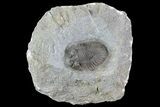 Scabriscutellum Trilobite - Tiny Axial Spines #82967-1